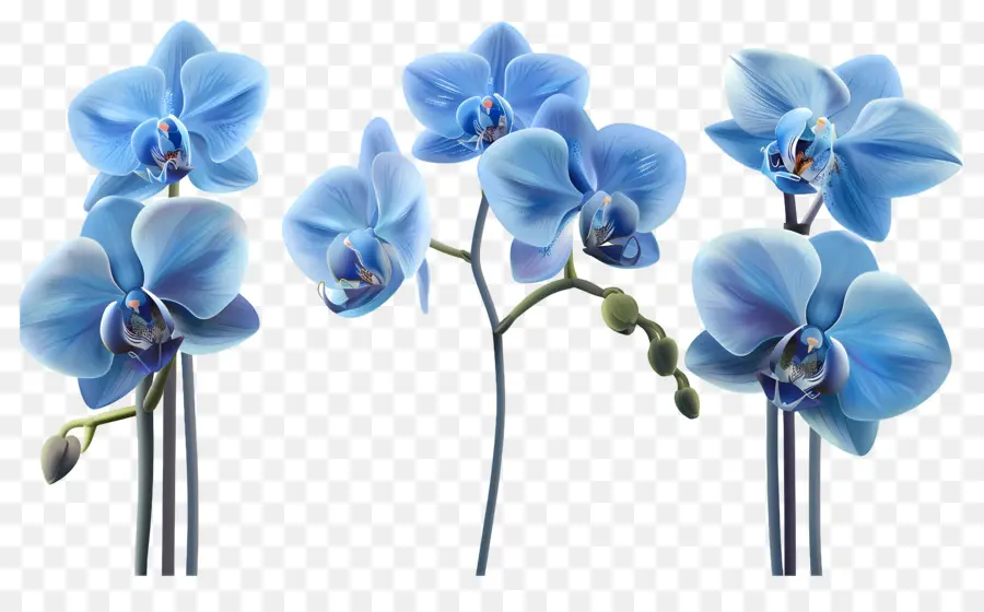 Flor De Orquídea，Orquídea Azul PNG