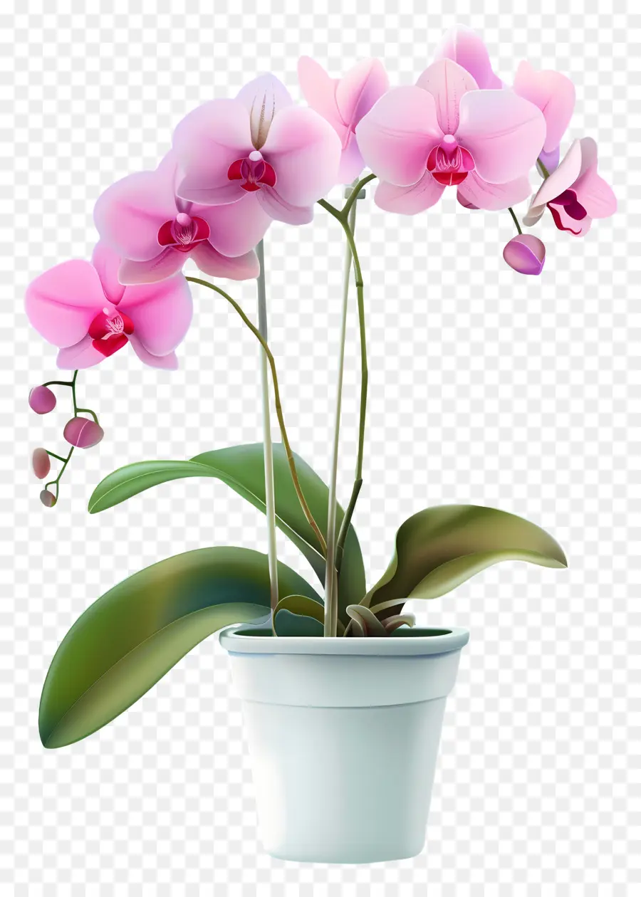 Flor De Orquídea，Orquídea PNG