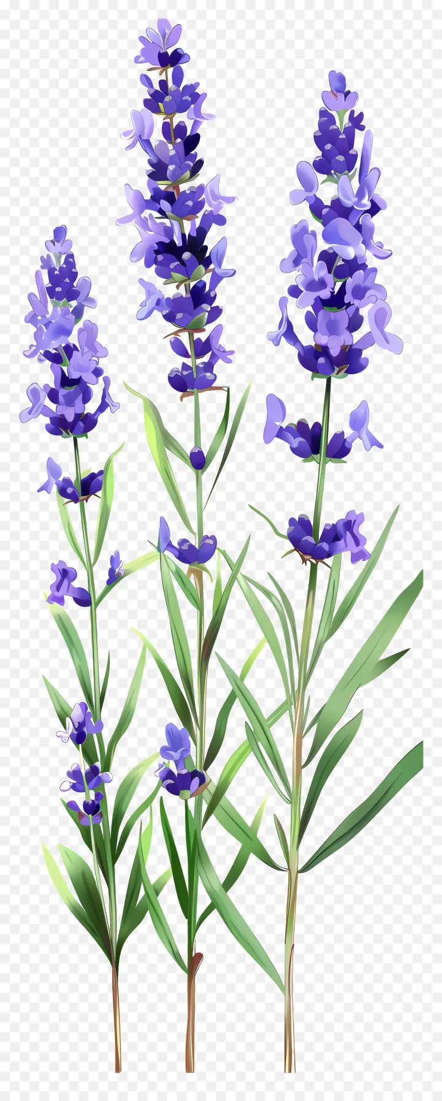 Flor De Lavanda，Flores Moradas PNG