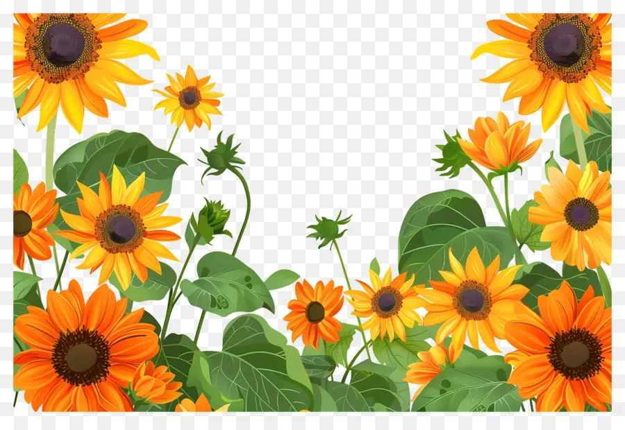 Frontera De Girasoles，Girasoles En Fila PNG