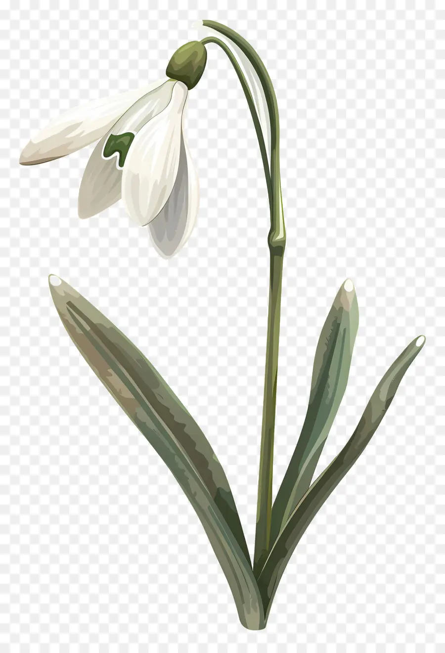 Campanilla De Febrero，Flor De Campanilla De Invierno PNG