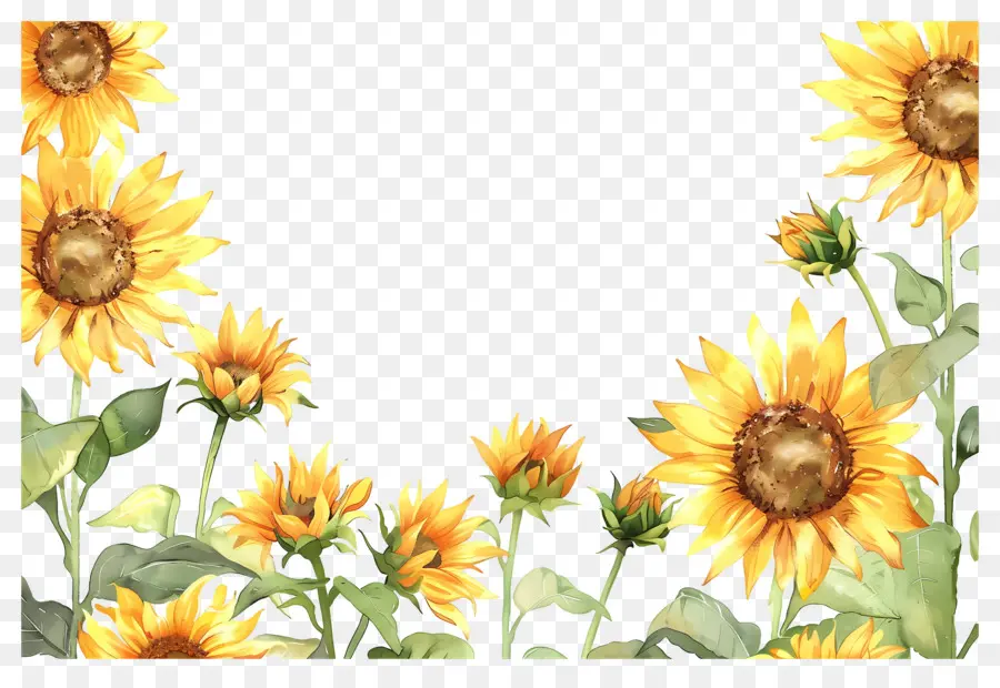 Marco De Girasoles，Girasoles En Fila PNG