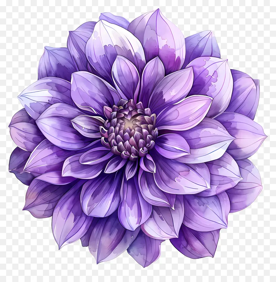 Flor De Dalia，Flor Morada PNG