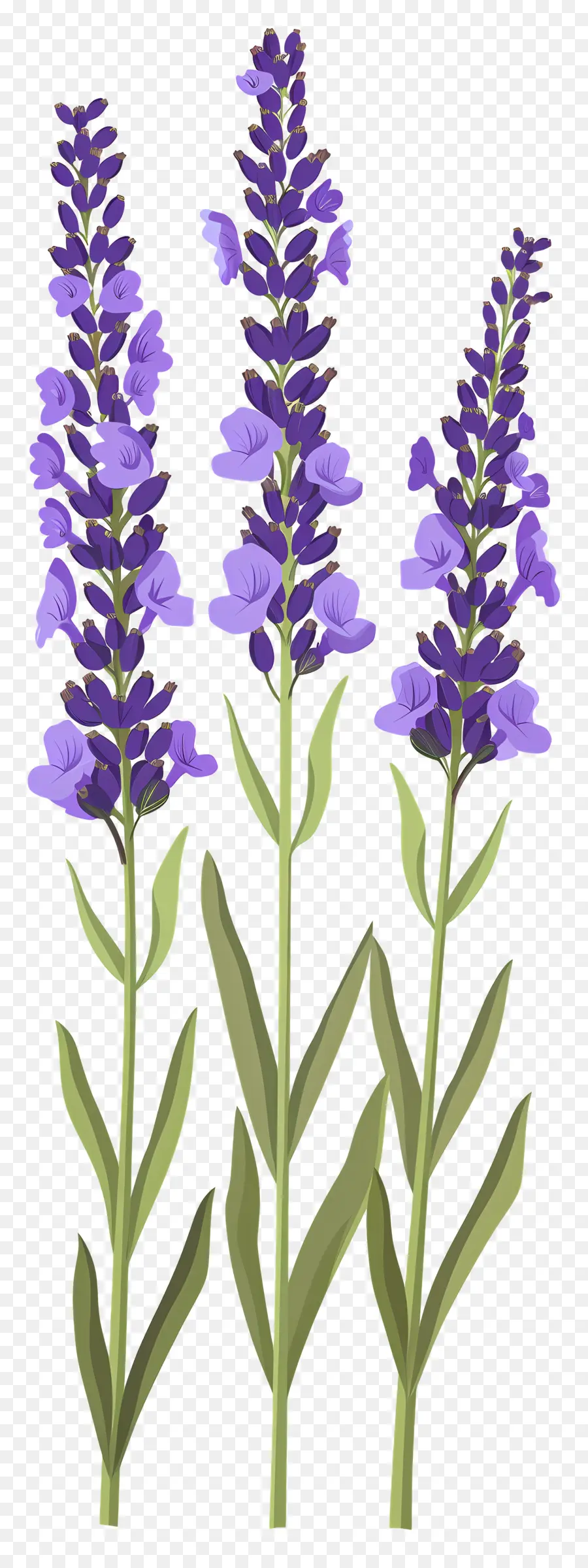 Flor De Lavanda，Flores Moradas PNG