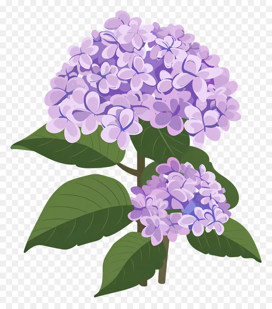 Arbusto De Hortensia，Flores Moradas PNG