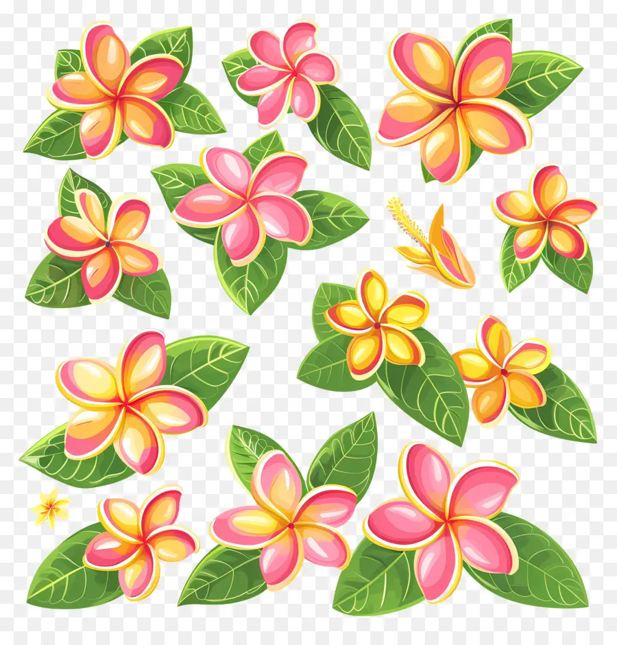 Flor Frangipani，Flores Coloridas PNG