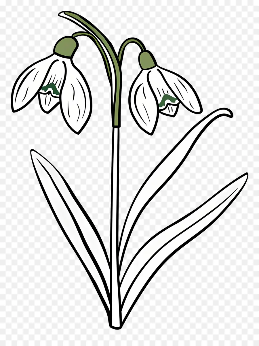 Campanillas De Invierno，Flor De Campanilla Blanca PNG