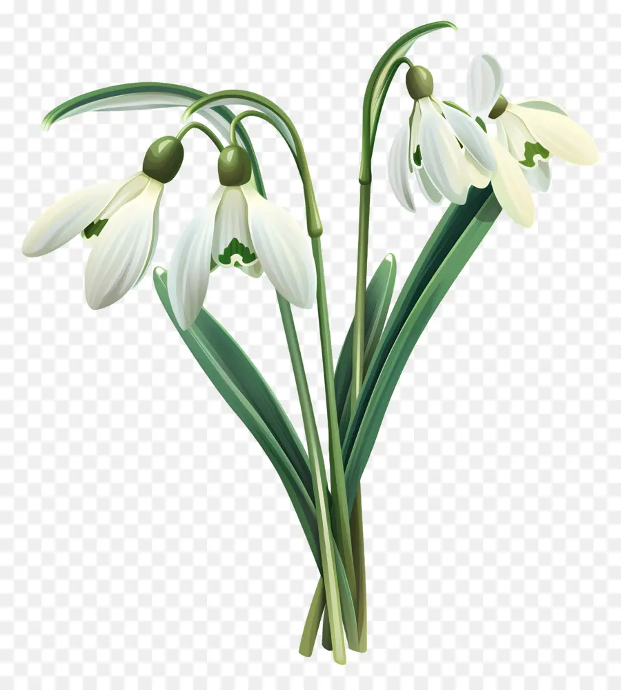 Campanillas De Invierno，Flor De Campanilla De Invierno PNG