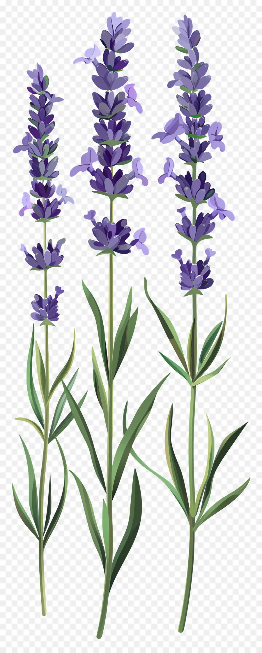 Flor De Lavanda，Flores Moradas PNG