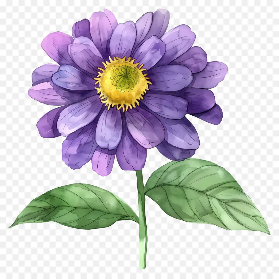 Flor De Dalia，Flor Morada PNG