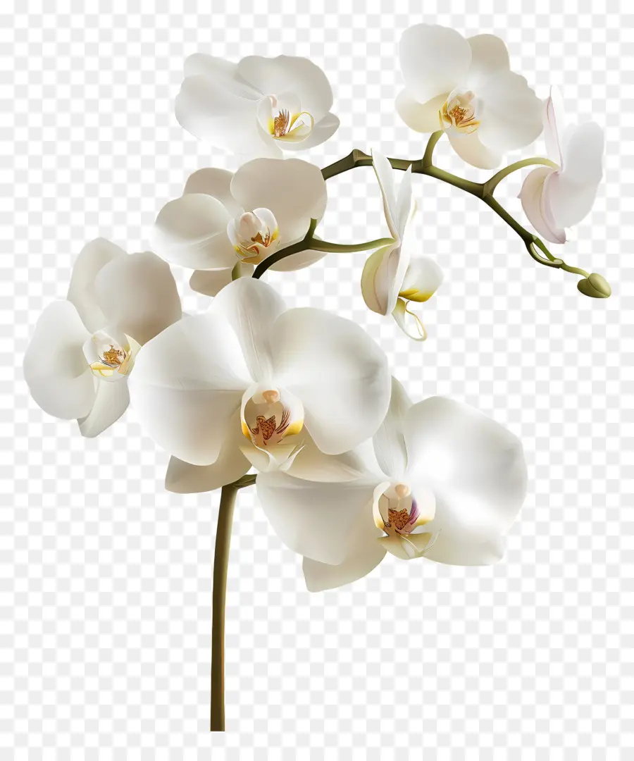 Flor De Orquídea，Orquídea Blanca PNG