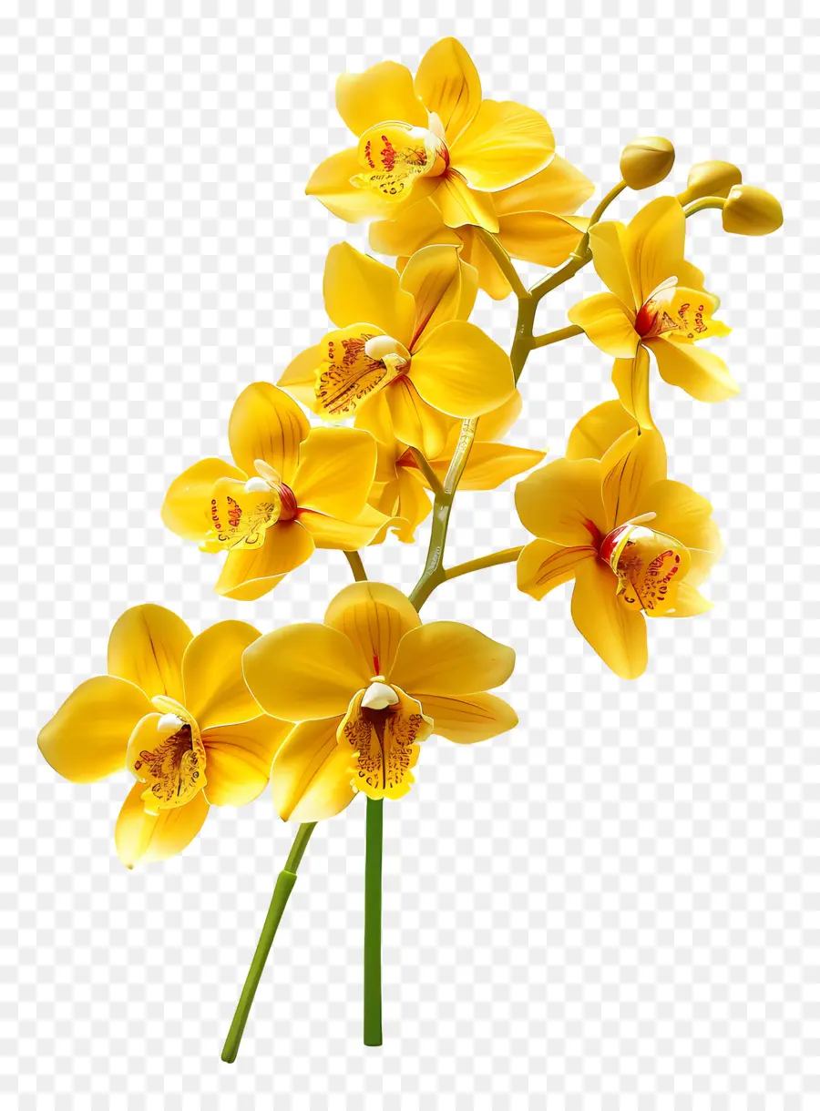 Flor De Orquídea，Orquídeas Amarillas PNG