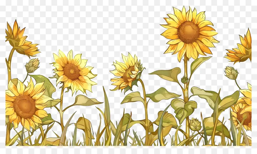 Frontera De Girasoles，Girasoles En Fila PNG