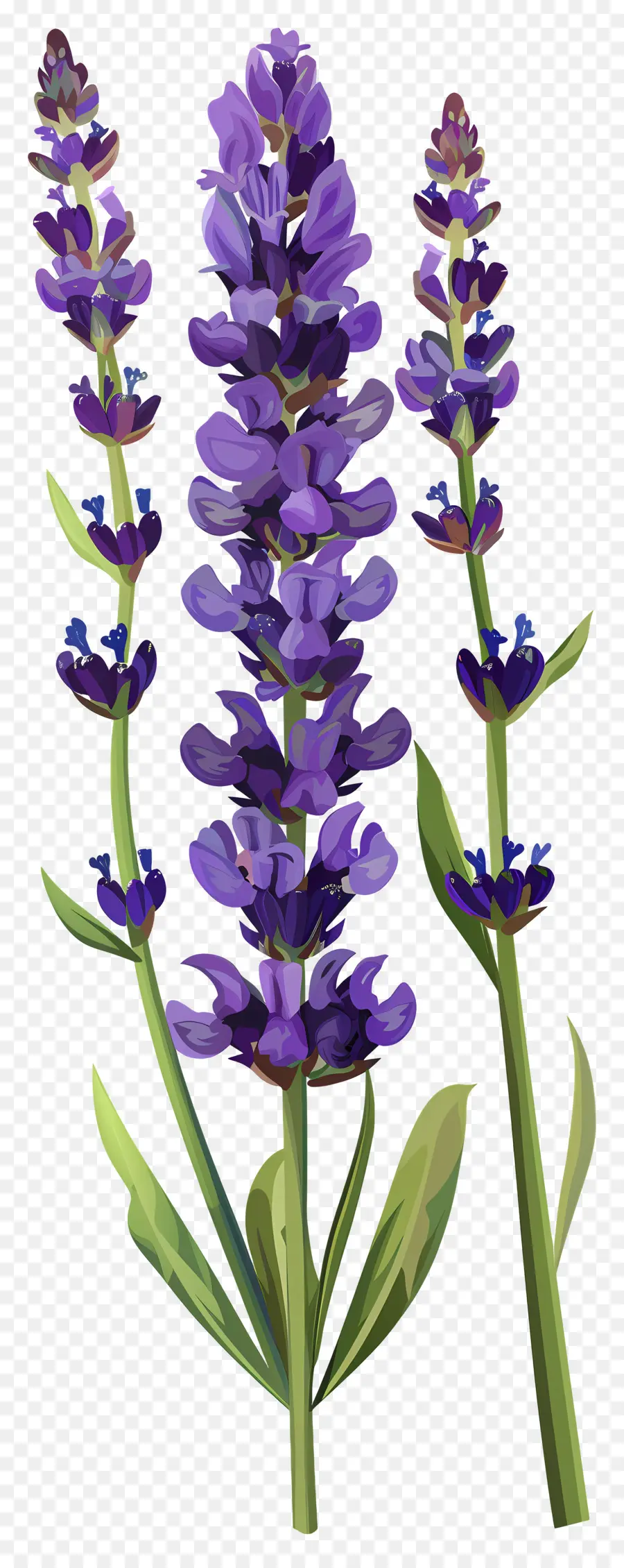 Flor De Lavanda，Flores Moradas PNG