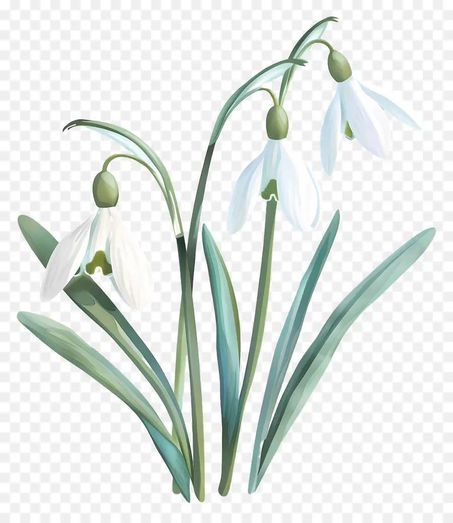 Campanillas De Invierno，Flor De Campanilla De Invierno PNG