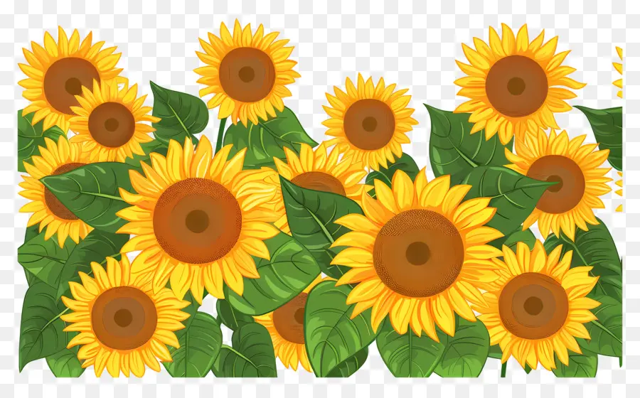 Frontera De Girasoles，Girasoles En Fila PNG