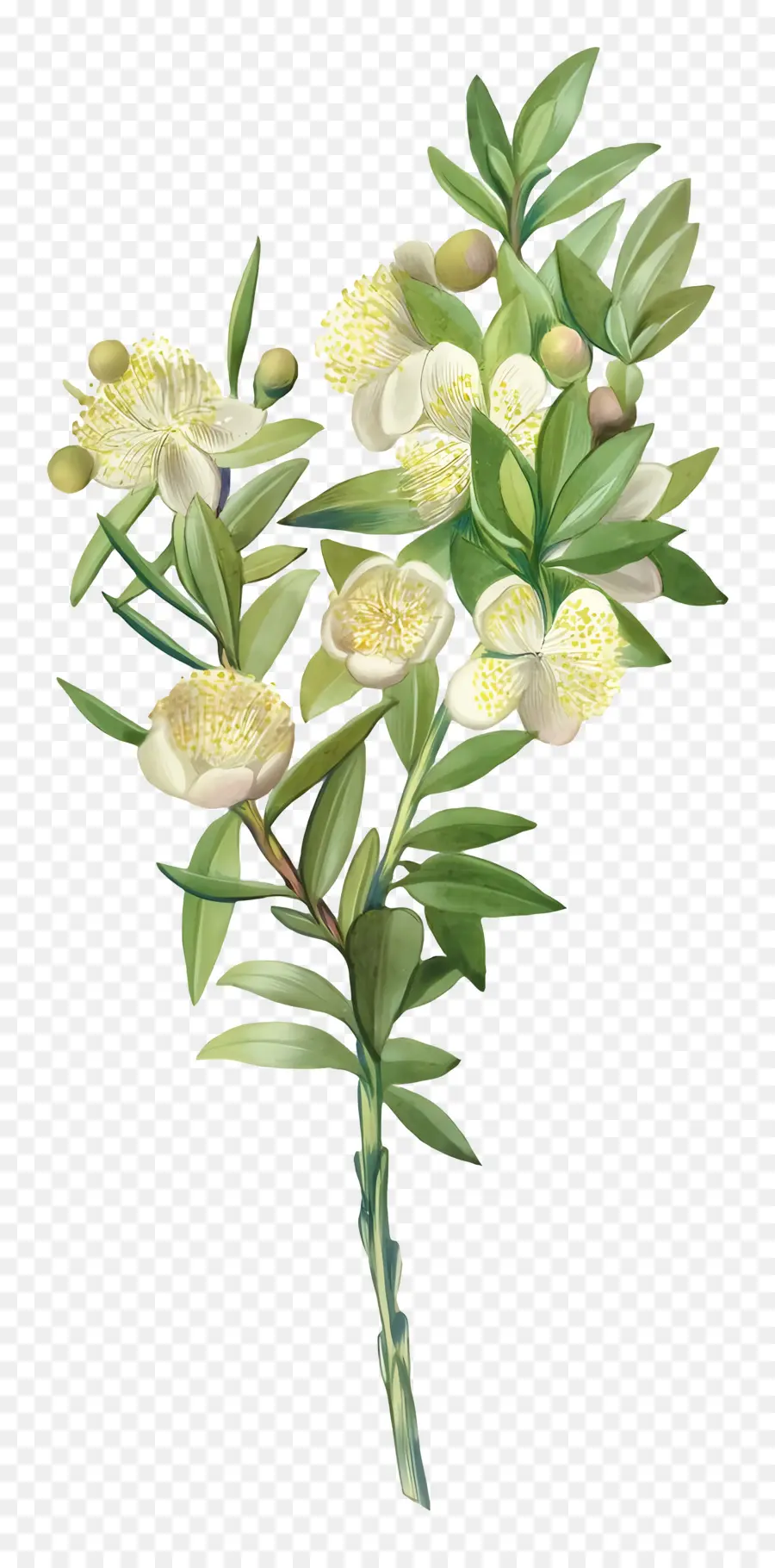 Flores Antiguas，Flores De Mirto Blanco PNG