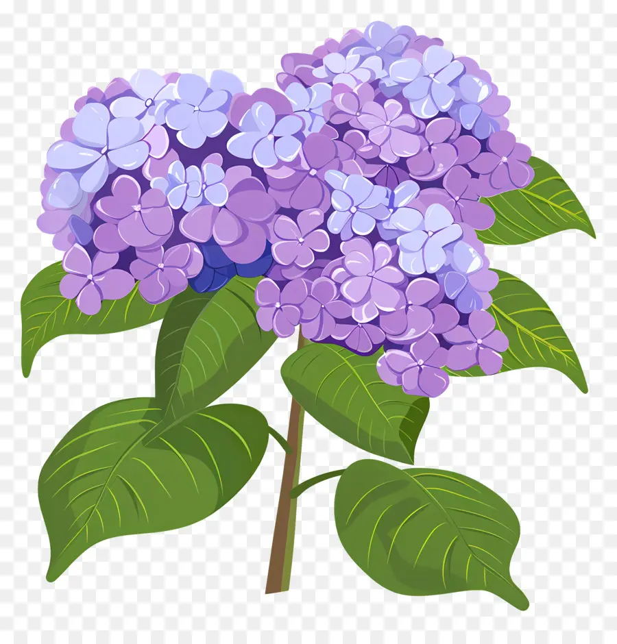 Arbusto De Hortensia，Flores Moradas PNG