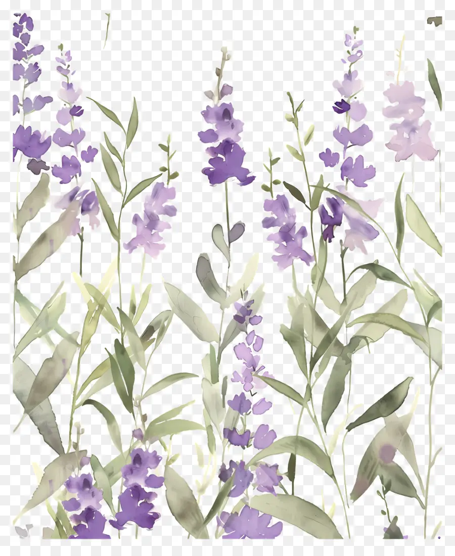 Flores De Acuarela，Flores De Lavanda PNG