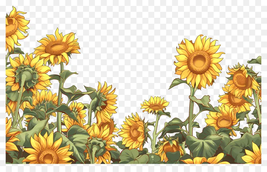 Frontera De Girasoles，Girasoles En Fila PNG