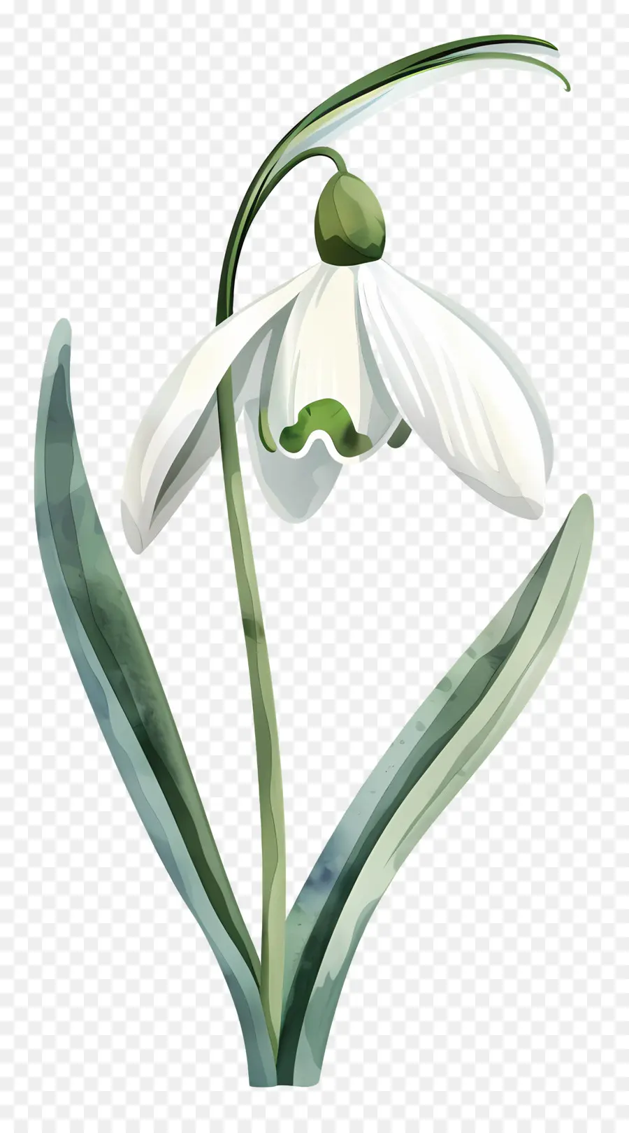 Campanilla De Febrero，Flor De Campanilla Blanca PNG