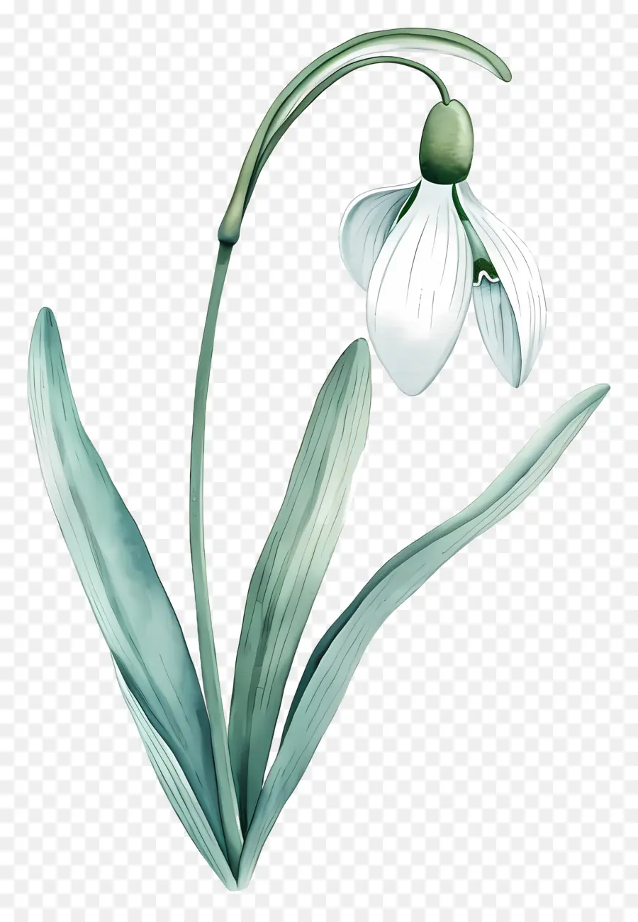 Campanilla De Febrero，Flor De Campanilla Blanca PNG