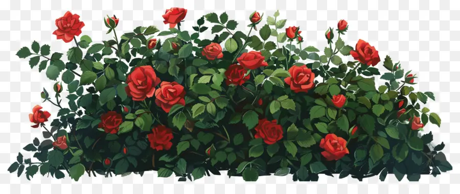 Rosal，Rosas Rojas PNG