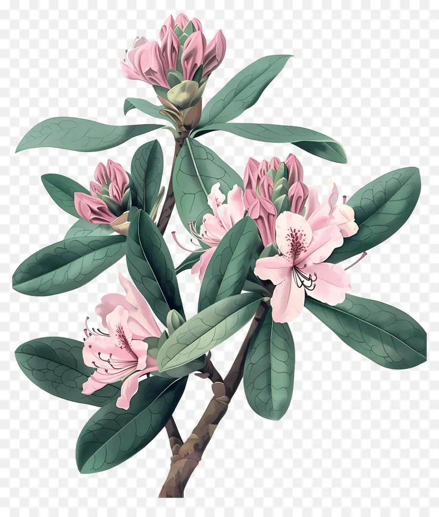 Flores Antiguas，Rododendro Rosa PNG