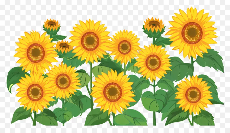 Frontera De Girasoles，Girasoles En Fila PNG