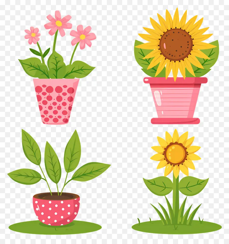 Plantas En Macetas，Macetas De Girasol PNG