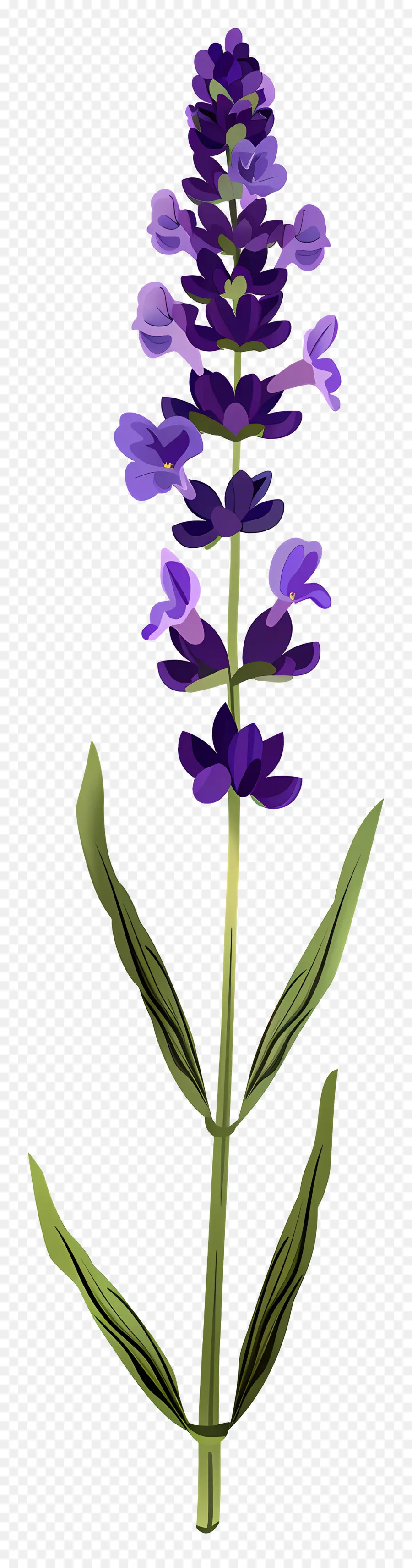 Flor De Lavanda，Lavanda PNG