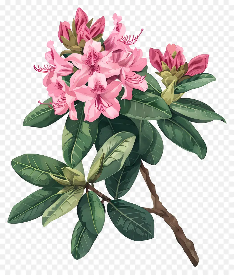 Flores Antiguas，Rododendro Rosa PNG