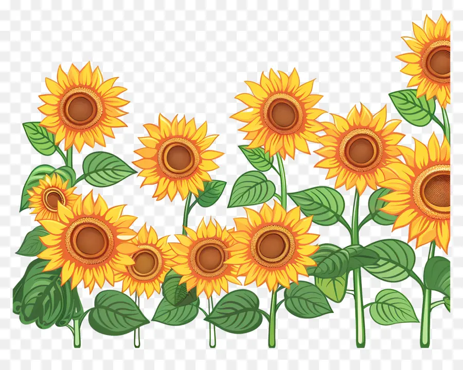 Frontera De Girasoles，Girasoles PNG