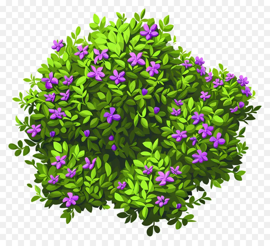 Arbusto De Flores，Arbusto Verde Con Flores Moradas PNG