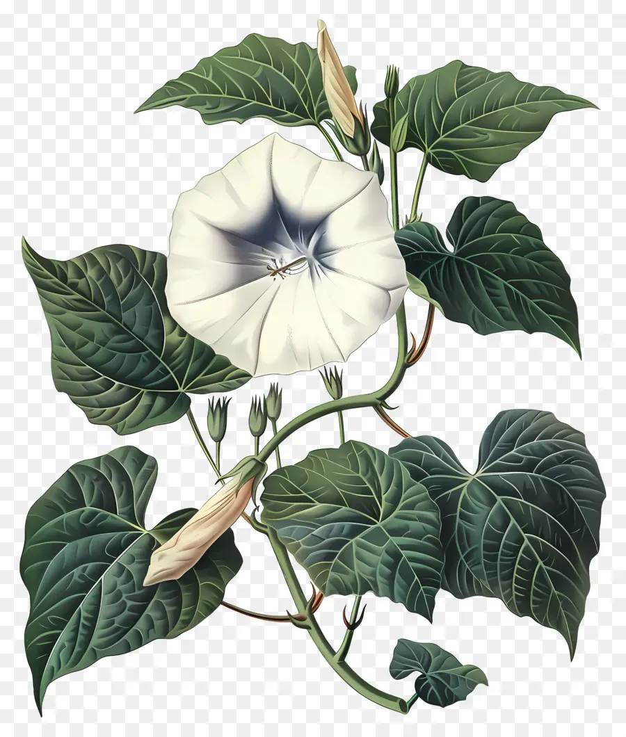 Flores Antiguas，Gloria De La Mañana Blanca PNG