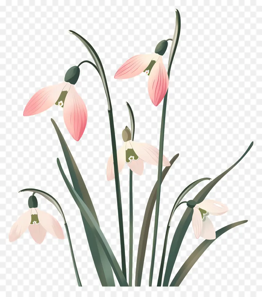 Campanillas De Invierno，Campanillas De Invierno Rosadas Y Blancas PNG