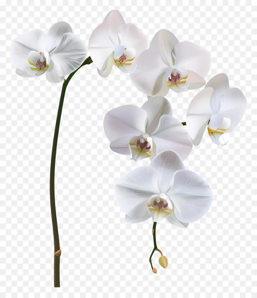 Flor De Orquídea，Orquídea Blanca PNG