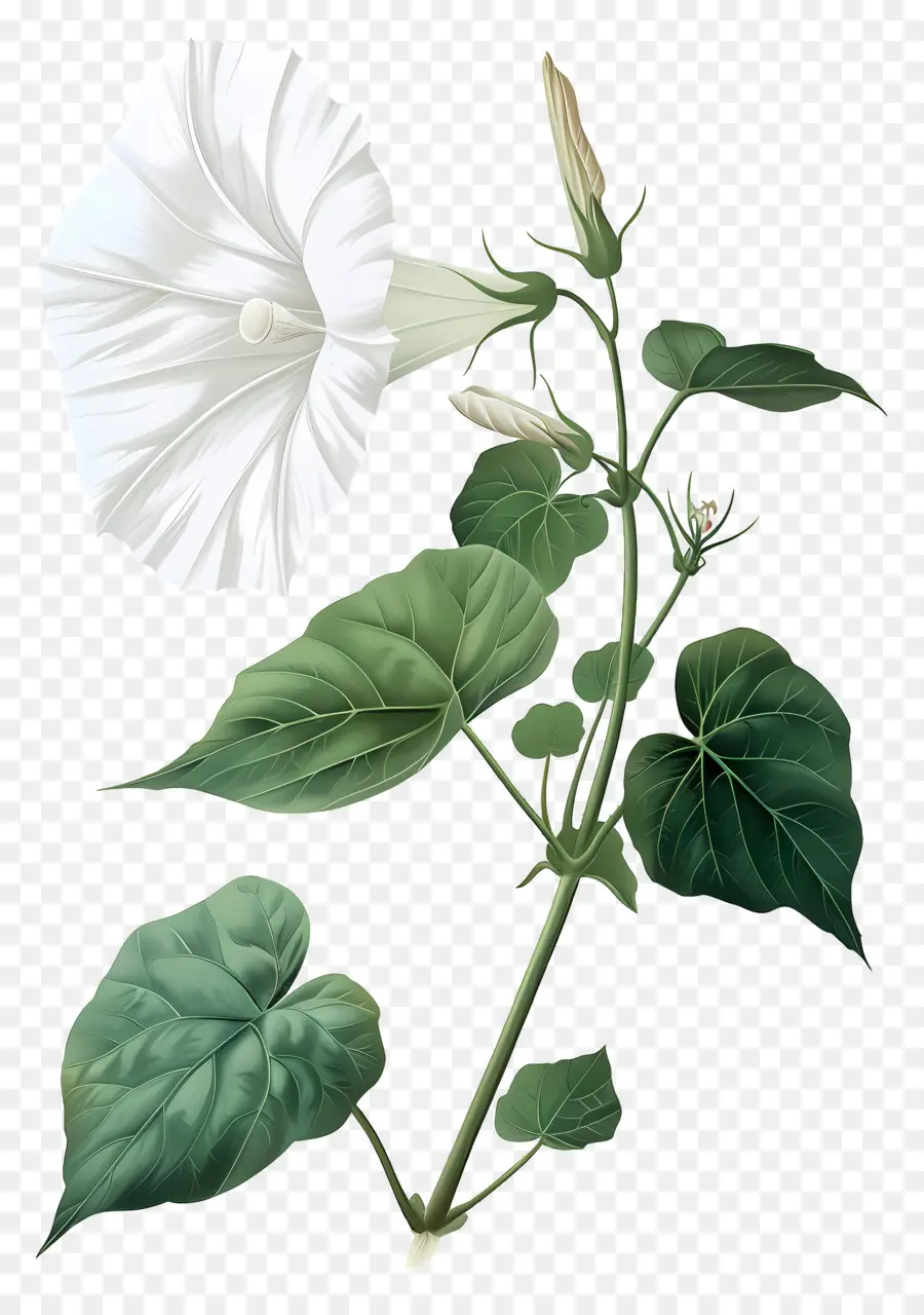 Flores Antiguas，Gloria De La Mañana Blanca PNG