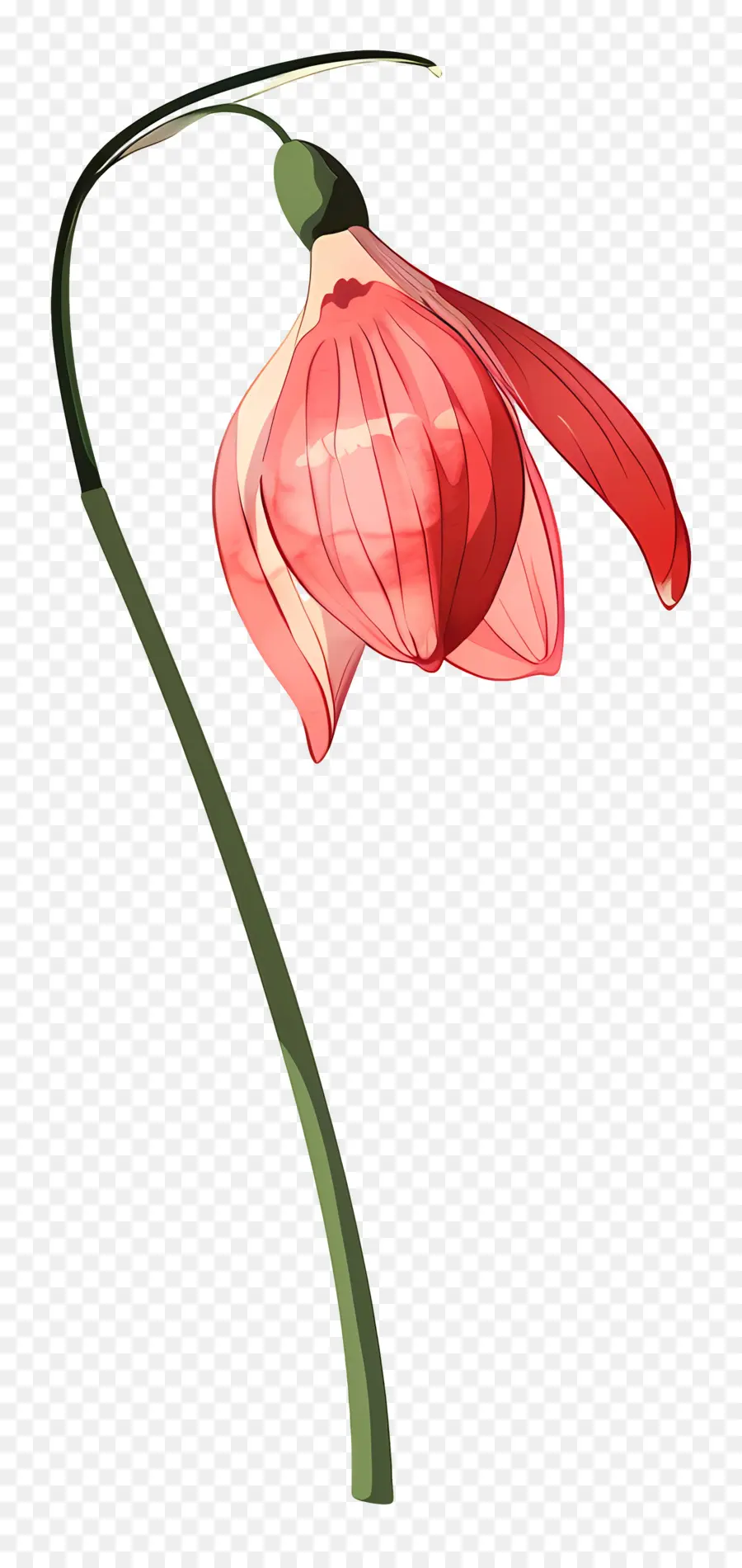 Campanilla De Febrero，Flor De Campanilla Roja PNG