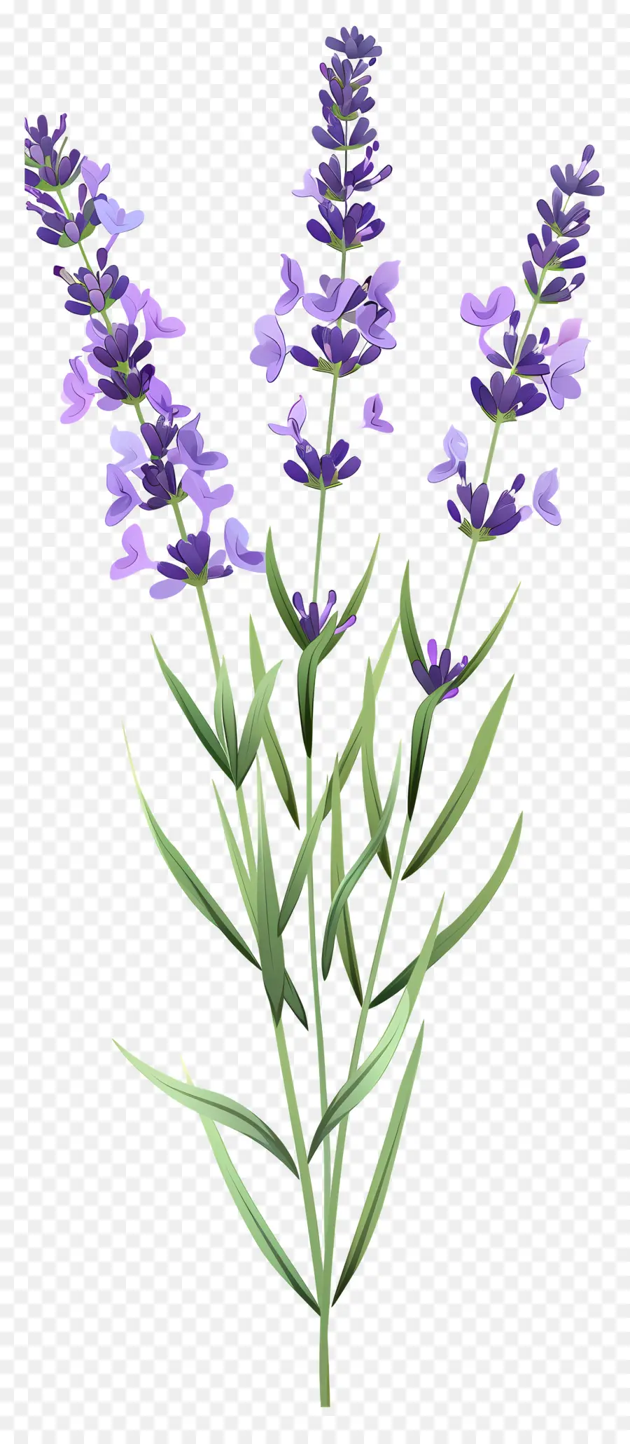 Flor De Lavanda，Flores Moradas PNG