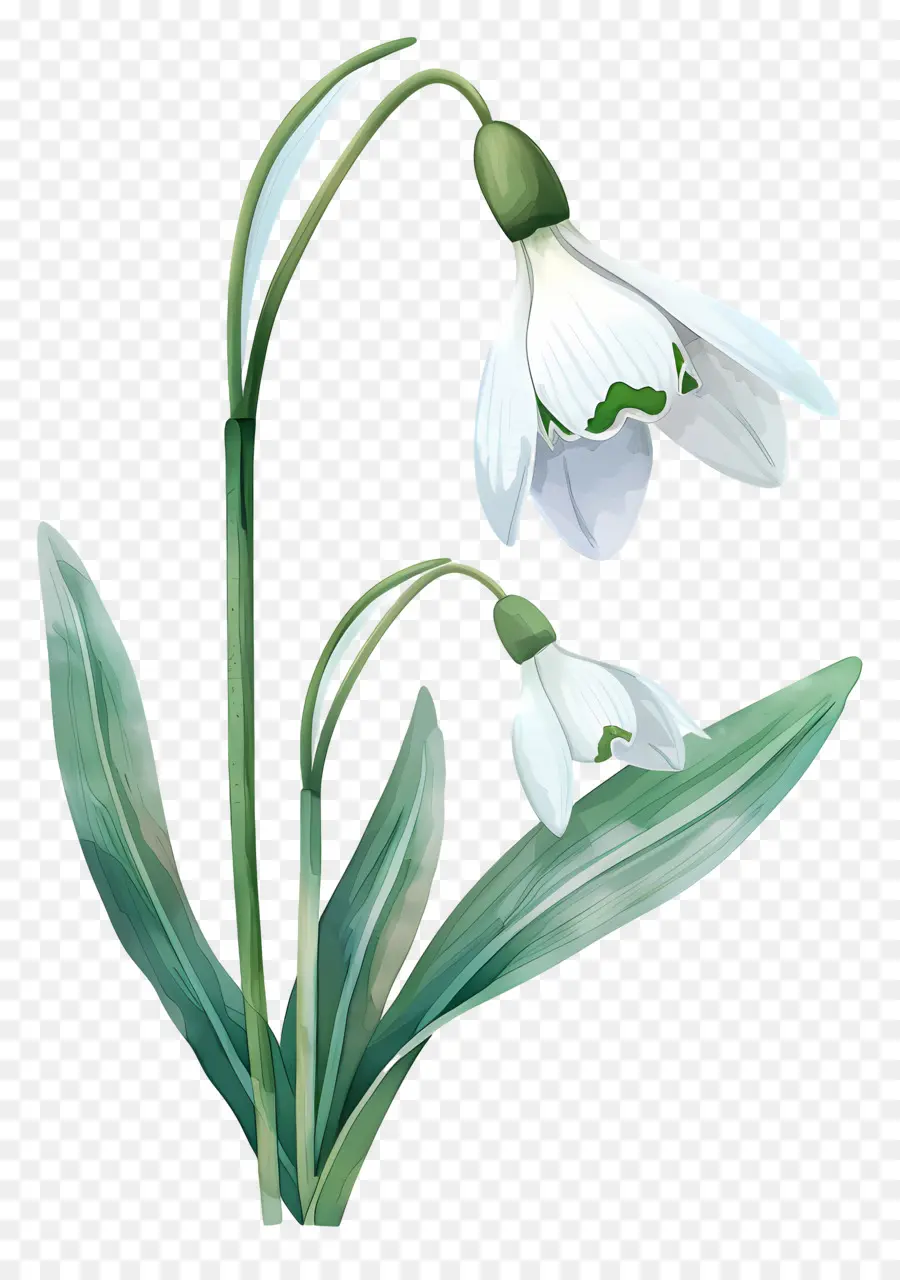 Campanillas De Invierno，Flor De Campanilla PNG