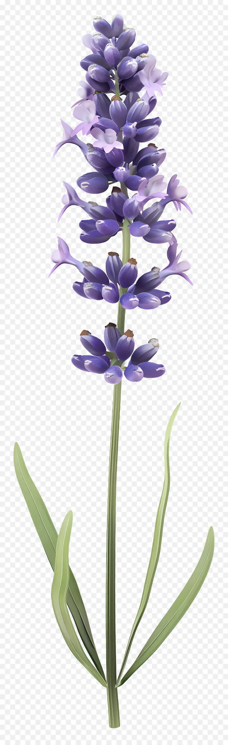 Flor De Lavanda，Lavanda PNG