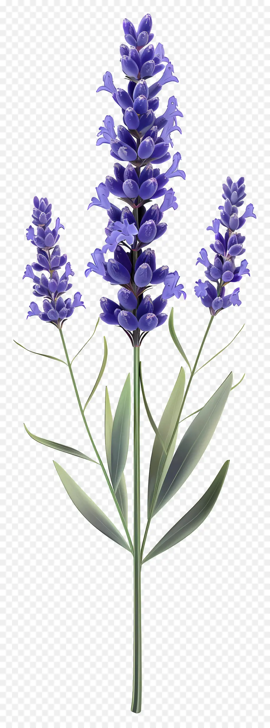 Flor De Lavanda，Flores Moradas PNG