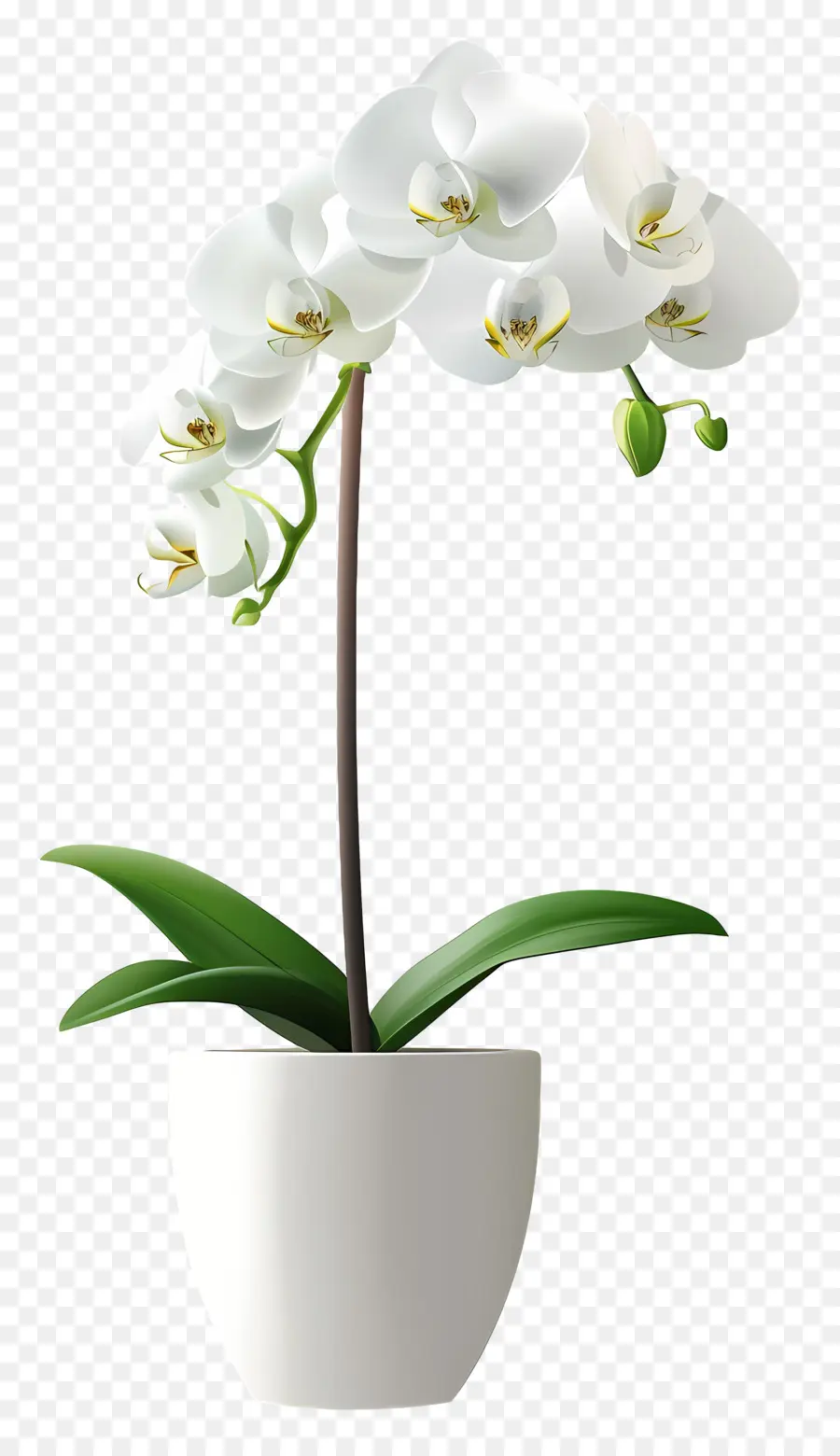 Flor De Orquídea，Orquídea Blanca PNG