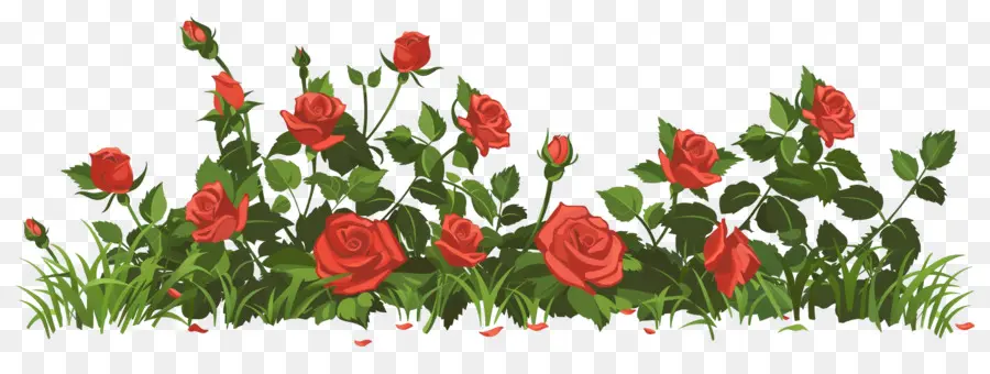 Rosal，Rosas PNG