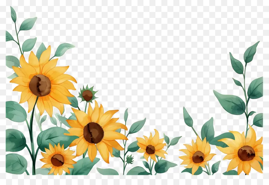 Frontera De Girasoles，Girasoles PNG