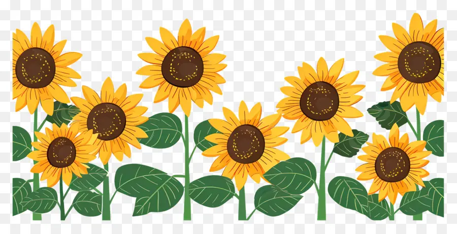 Frontera De Girasoles，Girasoles En Fila PNG