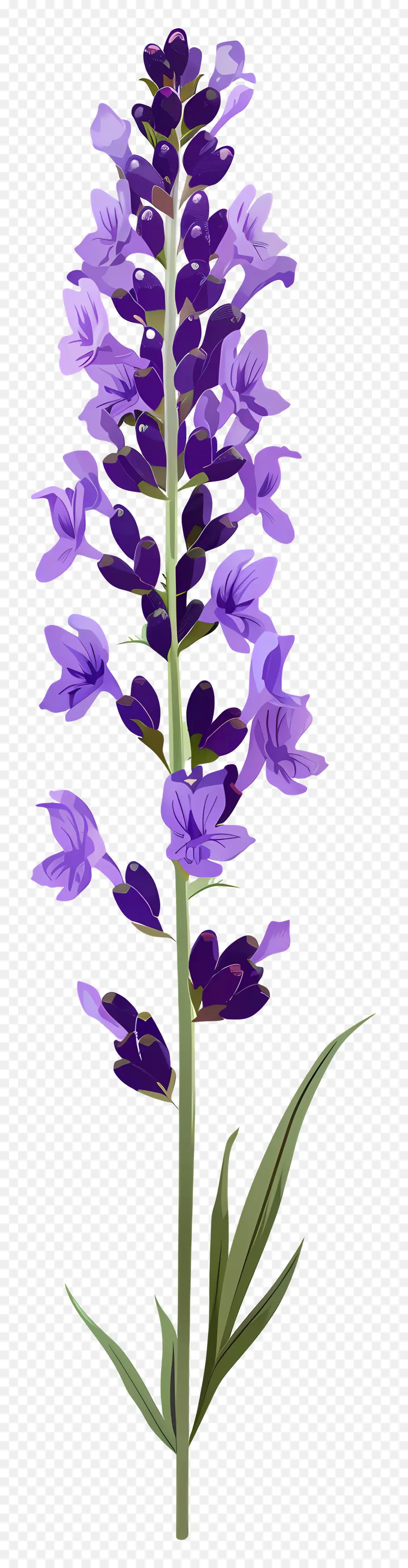 Flor De Lavanda，Flores Moradas PNG