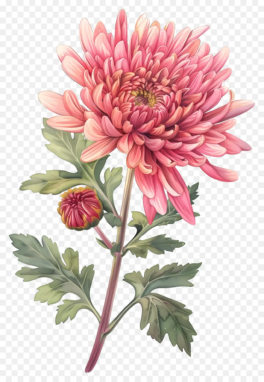 Flor De La Vendimia，Crisantemo Rojo PNG