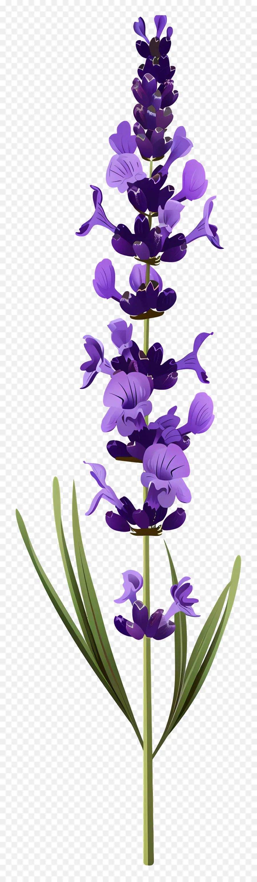 Flor De Lavanda，Flores Moradas PNG